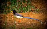 The yellow-billed blue magpie or gold-billed magpie