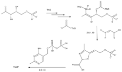 Thiamine biosynthesis.svg