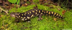 Tiger Salamander-Florida.jpg