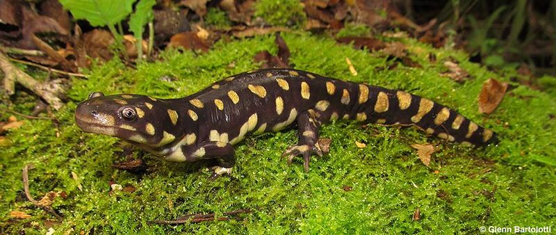 File:Tiger Salamander-Florida.jpg