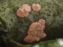 Tremella mycophaga Martin 344000 2013-05-08.jpg