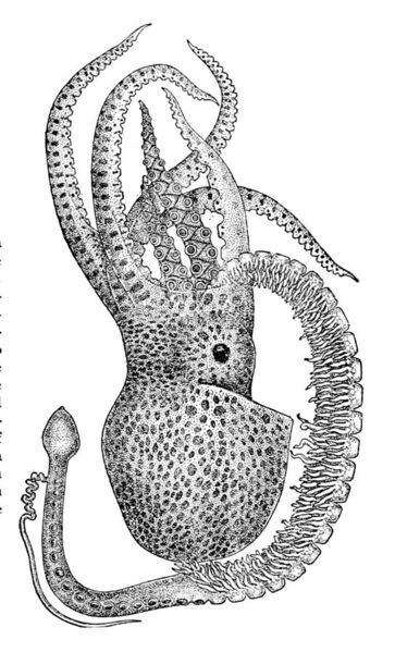 File:Tremoctopus violaceus5.jpg