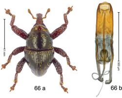 Trigonopterus procurtus (10.3897-zookeys.828.32200) Figure 66.jpg