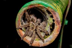 Trinidad chevron tarantula c Steve Laycock.jpg