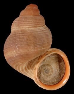 Apertural view of a shell and an operculum of the land snail Tudorella sulcata in the family Pomatiidae