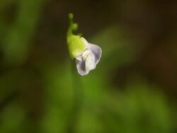 Utricularia uliginosa flower.jpg
