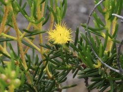 Verticordia chrysantha (leaves and flowers).jpg