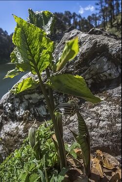 Wallich's Cobra Lily.jpg