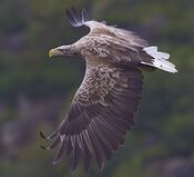 White-tailed-eagle.jpg