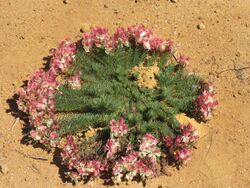 Wreath Lechenaultia (Lechenaultia macrantha), September 2021 09.jpg
