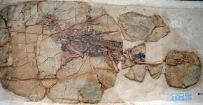 Xiaotingia fossil.jpg