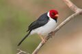 Yellow-billed cardinal (Paroaria capitata).JPG