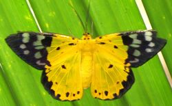 Yellow Moth (Dysphania sagana), BSRC, Cambodia.jpg