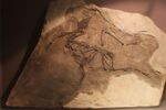 Yixianornis-Paleozoological Museum of China.jpg