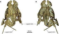 "Baru" huberi holotype.jpg