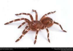 (Pet) Brazilian whiteknee tarantula (Theraphosidae, Acanthoscurria geniculata) (36668450563).jpg