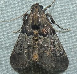 - 5579 – Macalla zelleri – Zeller's Epipaschia Moth (16224620041).jpg