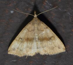 - 8363 – Phalaenostola eumelusalis – Dark Phalaenostola Moth (19897157351).jpg