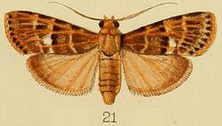 021-Lacalma porphyrealis (Kenrick, 1907).JPG