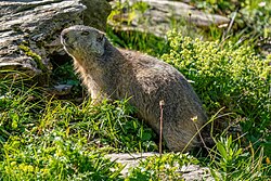 071 Wild marmot at Grand Muveran Nature Reserve Photo by Giles Laurent.jpg