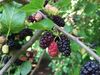 2017-05-29 14 12 27 Red Mulberry fruit along Kinross Circle in the Chantilly Highland section of Oak Hill, Fairfax County, Virginia.jpg