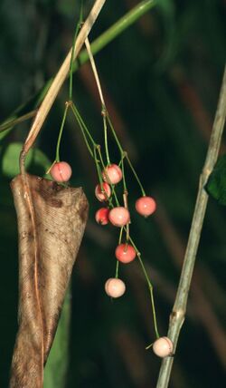 3054-Marantochloa leucantha-Teplice 12.07 skl.jpg