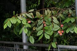 Aceratium ferrugineum (Rusty Carabeen)- flowering tree.jpg