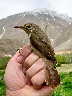 Acrocephalus orinus Tajikistan.jpg