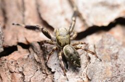 Adult male Tutelina harti dorsal.jpg