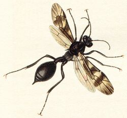 Agriotypusarmatus.jpg