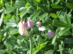 Allium macranthum - Flickr - peganum.jpg