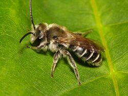 Andrena wilkella m.jpg