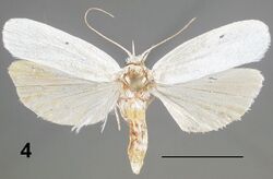 Antaeotricha floridella female.jpg