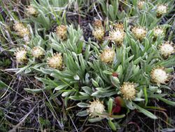 Antennaria dimorpha 1.jpg