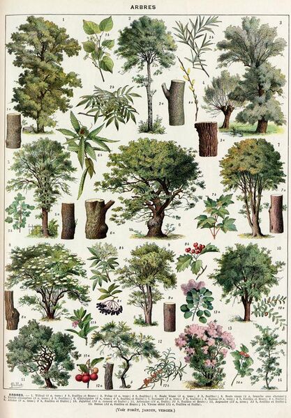 File:Arbres-couleurs-2 - trees in colour - Public domain book illustration (visual explanation, informative drawing, plate) from Larousse du XXème siècle 1932.jpg