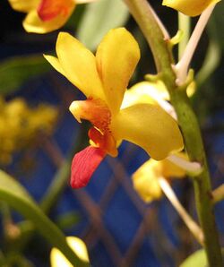 Asconopsis Yih-Cheng Amanda -香港蘭花節 Hong Kong Orchid Festival- (39710826950).jpg