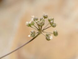 Astomaea seselifolia 1.jpg