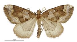 Austrocidaria haemophaea male.jpg