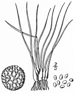 BB-0119 Isoetes tuckermani.png