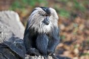 Bartaffe, Lion-tailed Macaque, (Macaca silenus) - Zoo Leipzig 02.jpg