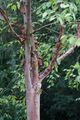 Betula albosinensis 3.jpg