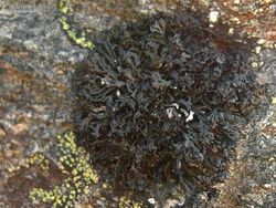 Bootstrap Lichen (3849762309).jpg