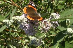 Buddleja officinalis with Red Admiral.jpg