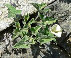 Calystegia collina ssp oxyphylla 1.jpg