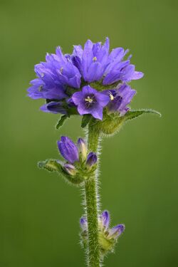 Campanula cervicaria - Keila.jpg