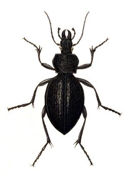 Carabus.gigas.-.calwer.01.13.jpg