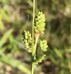 Carex hirsutella imported from iNaturalist photo 43665810 on 6 February 2020.jpg