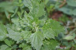 Chenopodium suecicum 1.JPG