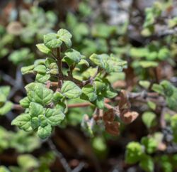 Clinopodium chandleri 52851049.jpg