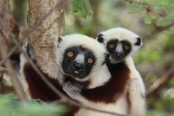 Coquerel's Sifaka lemurs.jpg